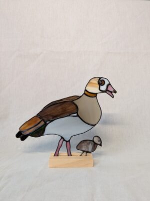 Egyptian goose with chick