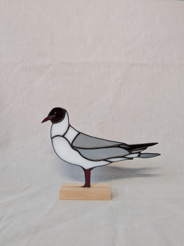 Black-headed gull