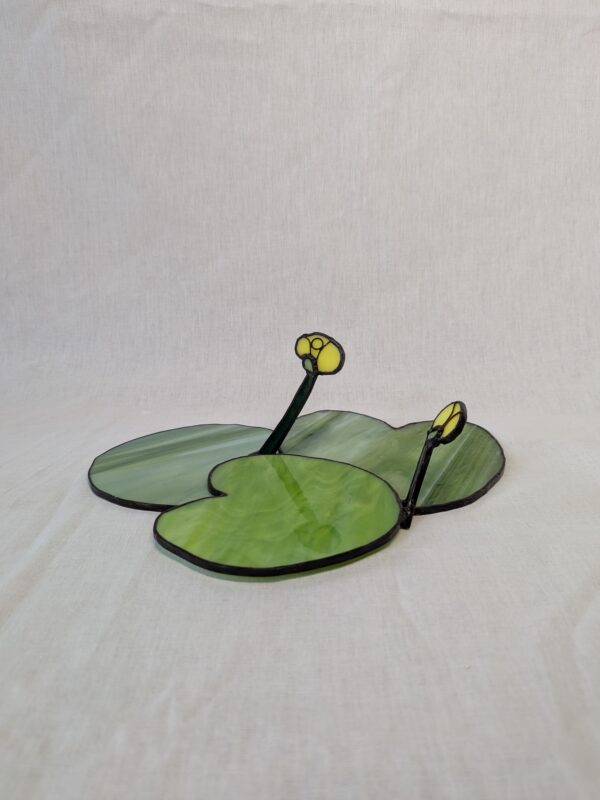 Yellow water-lily #2