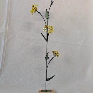 Rapeseed