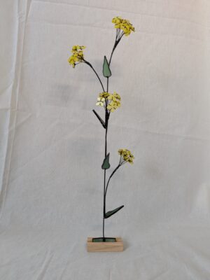 Rapeseed