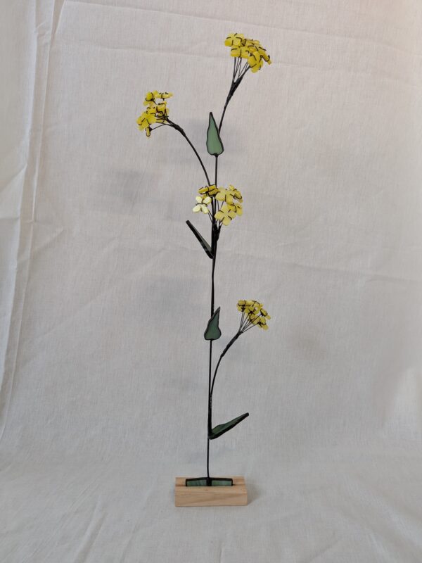 PXL_20260606_161148355 Rapeseed
